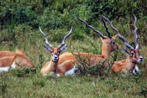 Odisha Wildlife Tour